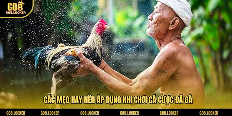 Các mẹo hay nên áp dụng khi chơi cá cược đá gà