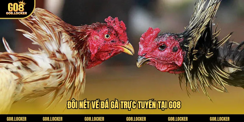 Đôi nét về đá gà trực tuyến tại Go8