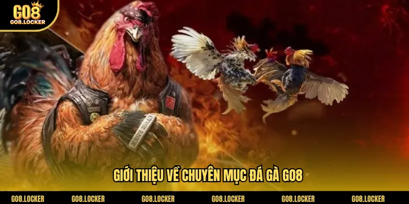 Giới thiệu về chuyên mục đá gà Go8