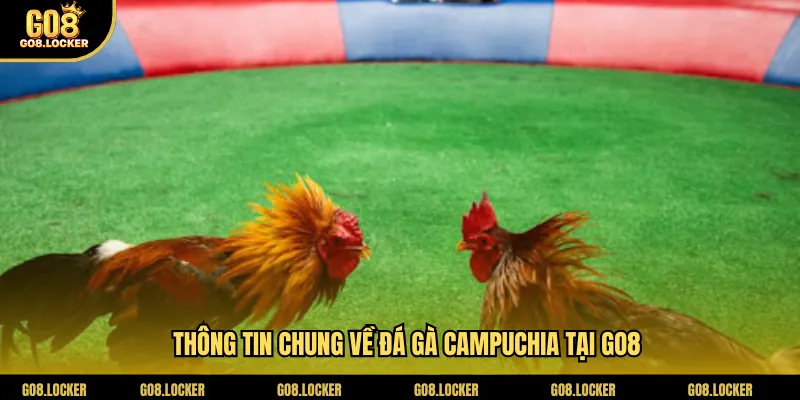 Thông tin chung về đá gà Campuchia tại Go8